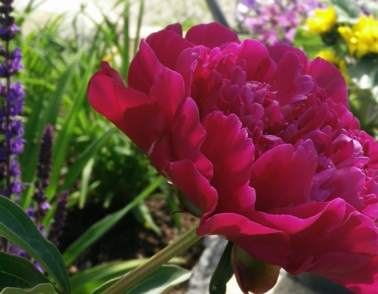 ets gardens