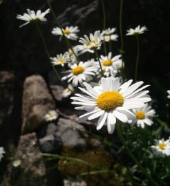ets gardens